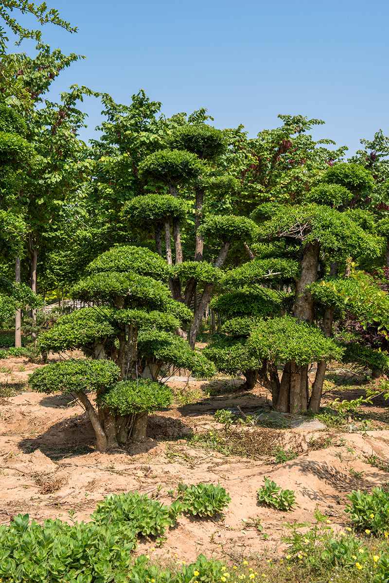 对节白蜡2.jpg