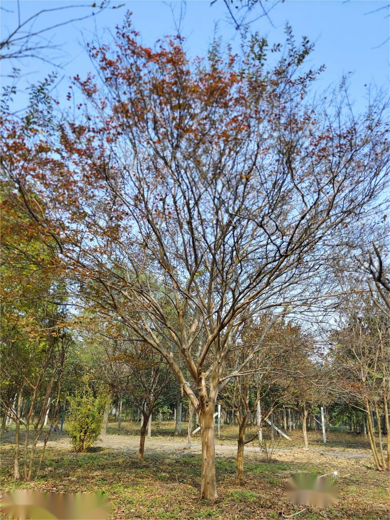 独杆紫薇3(1)(1).png